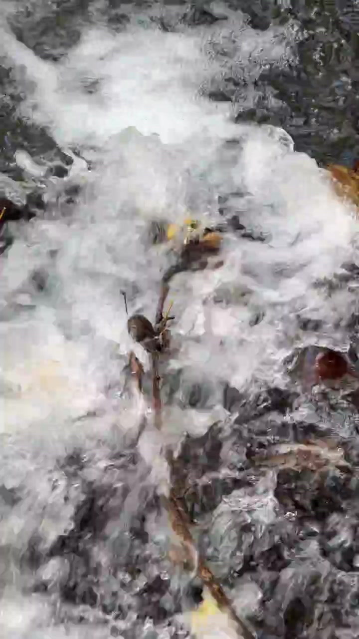 Fast Flowing Water Over Rocks and Fallen Leaves in a Stream