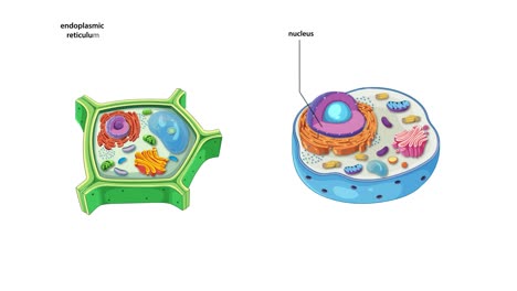 an educational animation illustrating the components and differences between animal and plant cells with labeled diagrams
