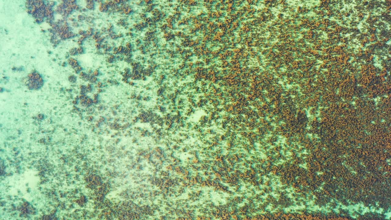 얕은 석호, 몰디브의 맑고 따뜻한 물 아래 해저의 백사장에서 자라는 산호초가 있는 아름다운 바다 질감