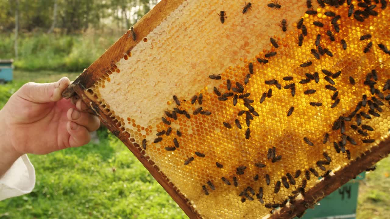Beekeeper inspecting honeycomb frames