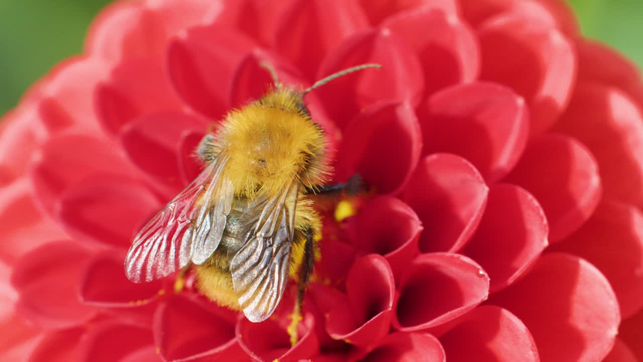 Close-up of bumblebee gathering pollen on vibrant red flower, natural daylight, macro perspective