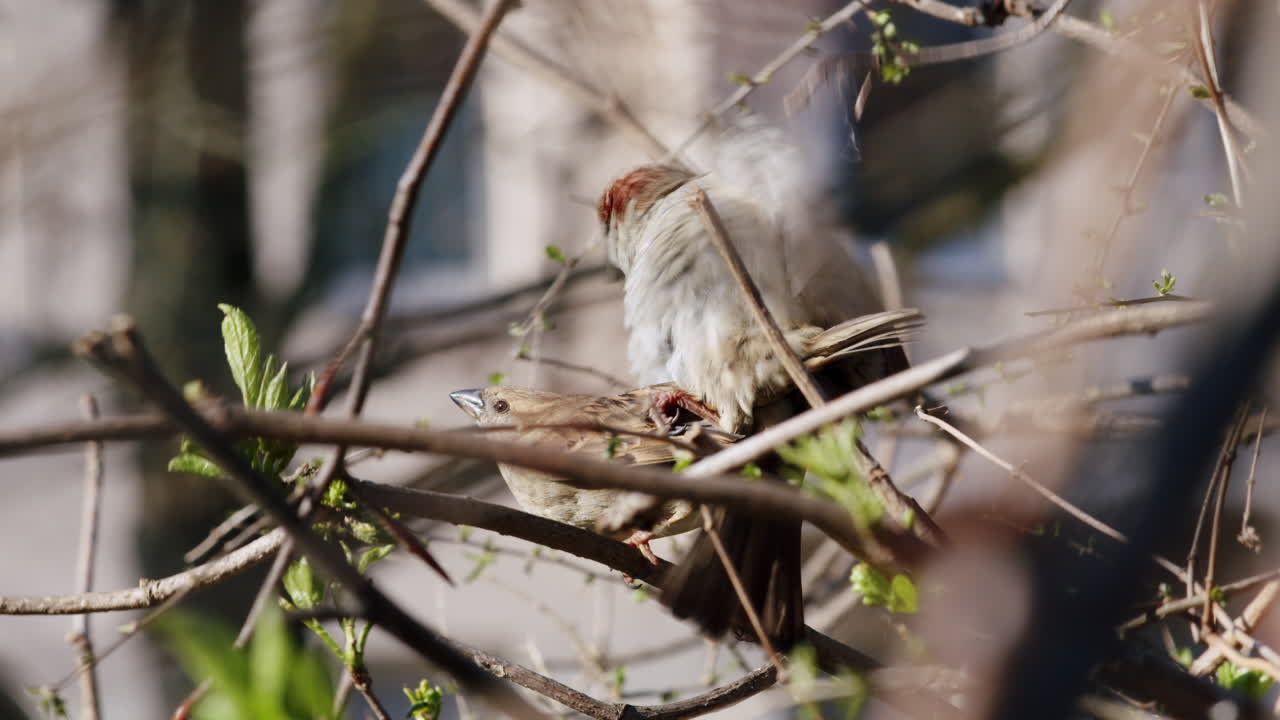 Two house sparrows mating, blurred urban setting in background, morning light, birds breeding in park