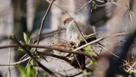 two house sparrows mating, blurred urban setting in background, morning light, birds breeding in park