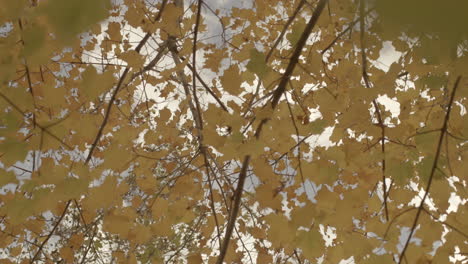 drifting and spinning up at leaves on tree branches on a pretty day in autumn