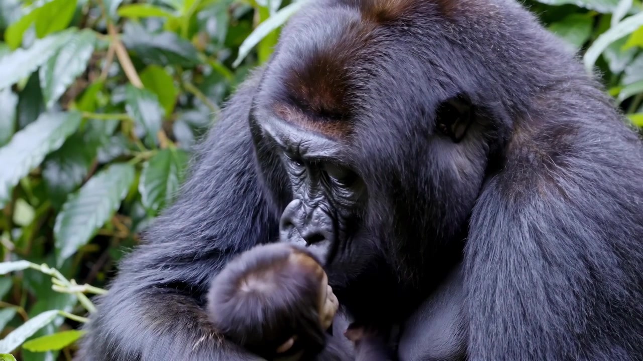 Mamma gorilla che culla e accudisce il suo cucciolo nella foresta