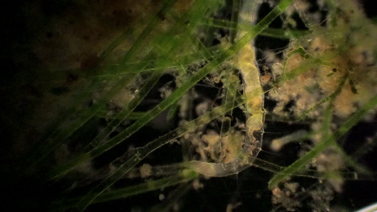 el anélido microscópico segmentado, stylaria