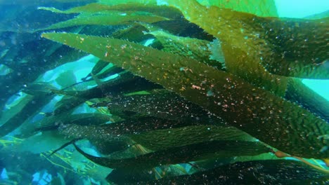 un fascinante y enigmático bosque de algas marinas conserva la variedad de la vida marina