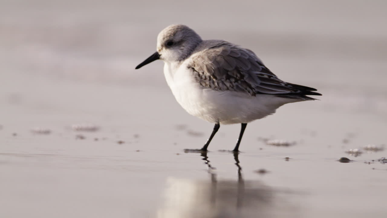 Shorebird young sanderling scratches neck with foot, wet sand at dusk with warm tones and soft waves rolling across shoreline, telephoto slow motion