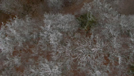 Vista-Aérea-Del-Bosque-De-Pinos-En-La-Fría-Mañana-De-Invierno-Con-La-Luz-Del-Sol-Cálida-Temprana-Ciudad-Europea