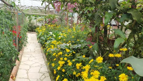 the beautiful flowers and grass beds of cameron highlands malaysia