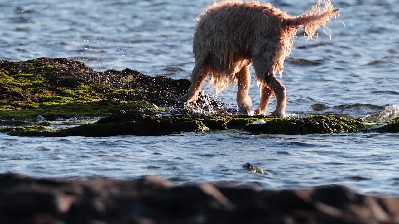 perro atravesando el agua y caminando sobre las rocas