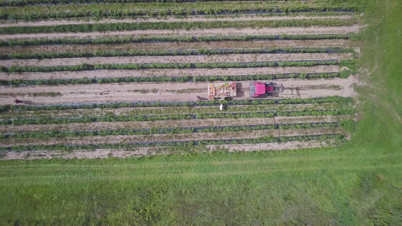 Aerial View of Agricultural Field with Tractor and Workers