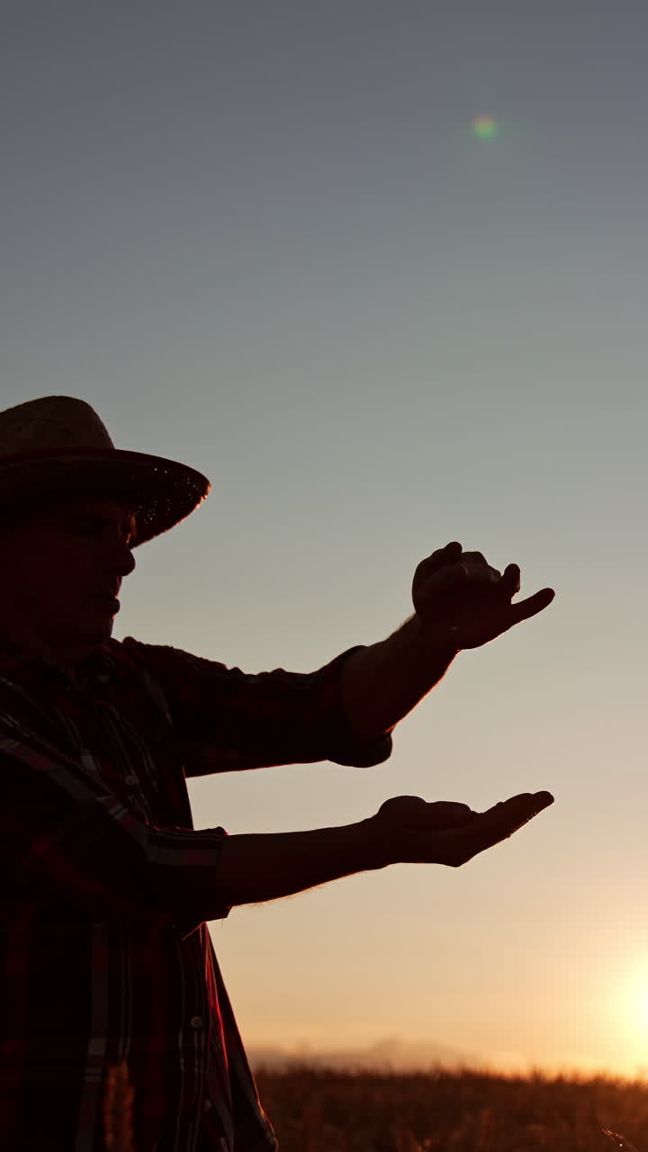 Dark silhouette of a famer in hat pouring the grains from hand to hand at sunset. Man checks if the wheat ready to be harvested. Vertical video