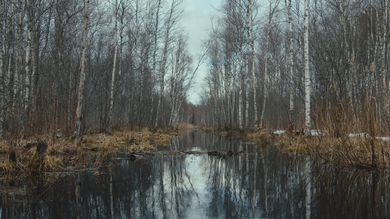 toma estática de marismas en medio de un bosque de árboles desnudos