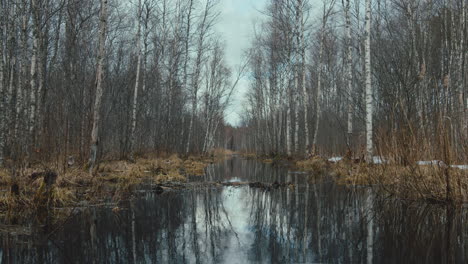 Static shot of marshland in middle of bare tree forest