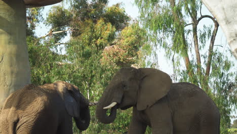 un elefante levanta su trompa en el zoológico de san diego, california, ee.uu.