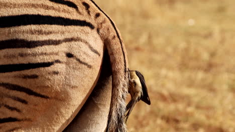 bird on zebra's tail