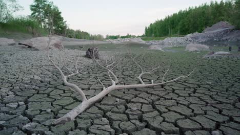 Dead-tree-branch-on-a-dried-up-riverbed