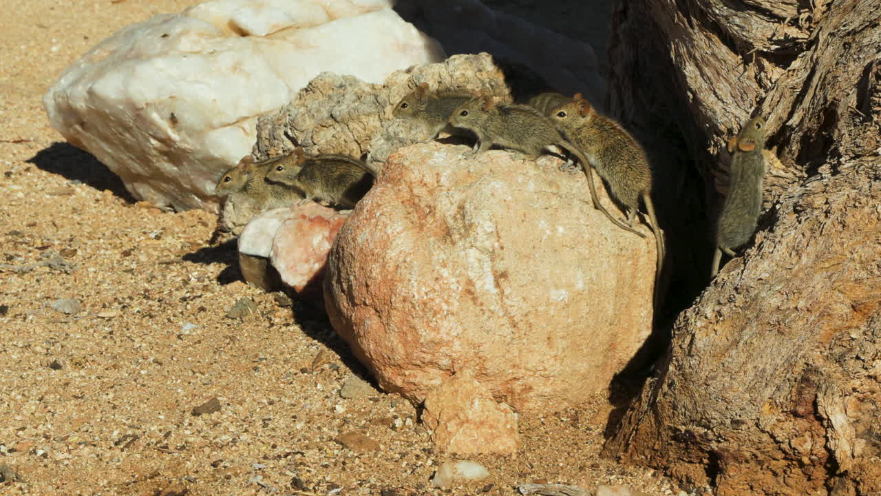 Four-striped grass mice in front of their burrow, located in a camelthorn tree. Some mice sitting on a rock, others scurrying through the sand or climbing the tree. There are at least seven rodents.