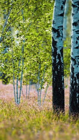 a view of a birch forest