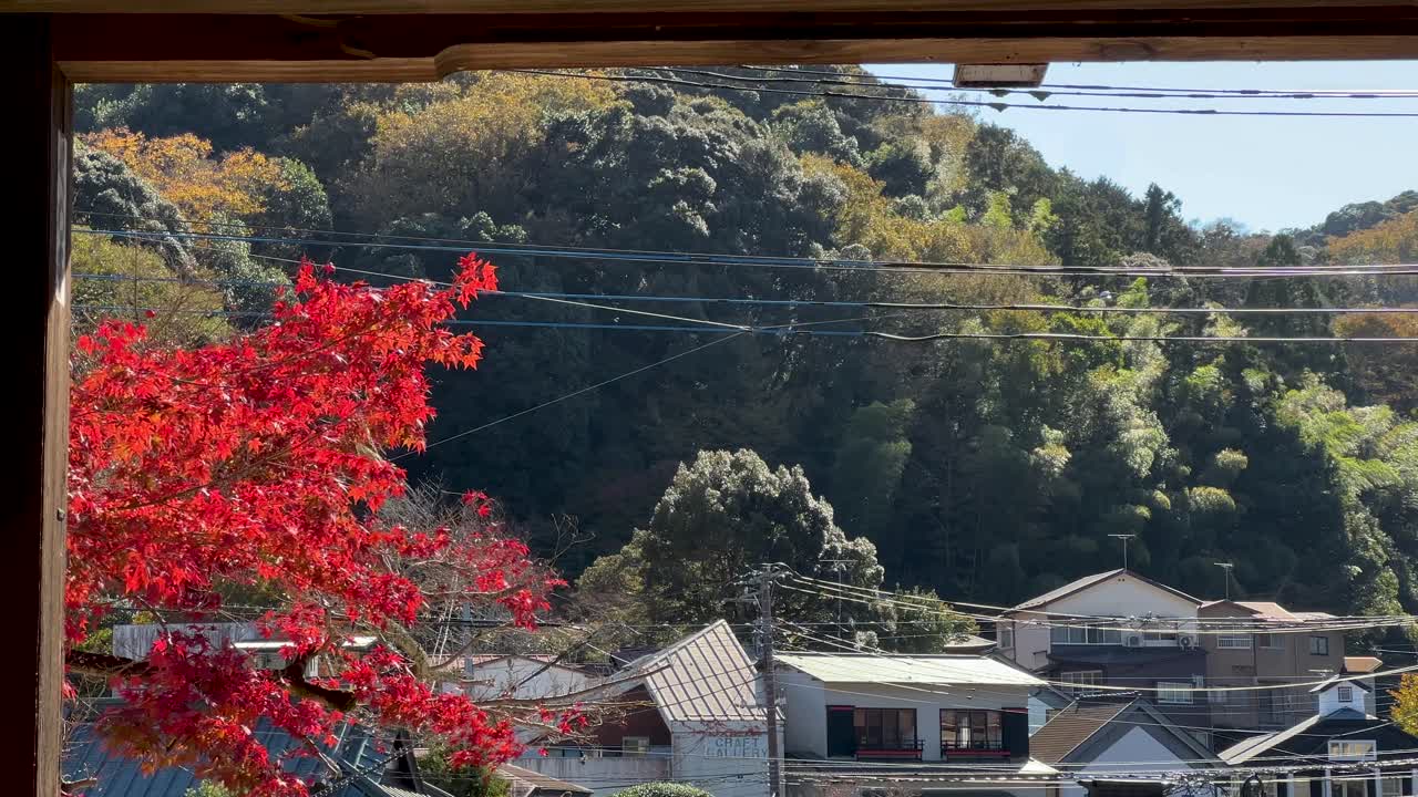 Beautifully framed shot of red maple leaves with houses in distance