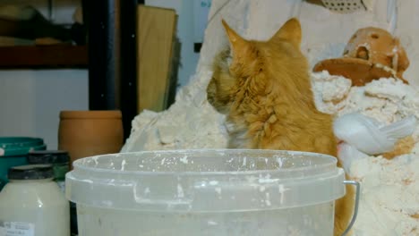 kitten looks in bucket of paint