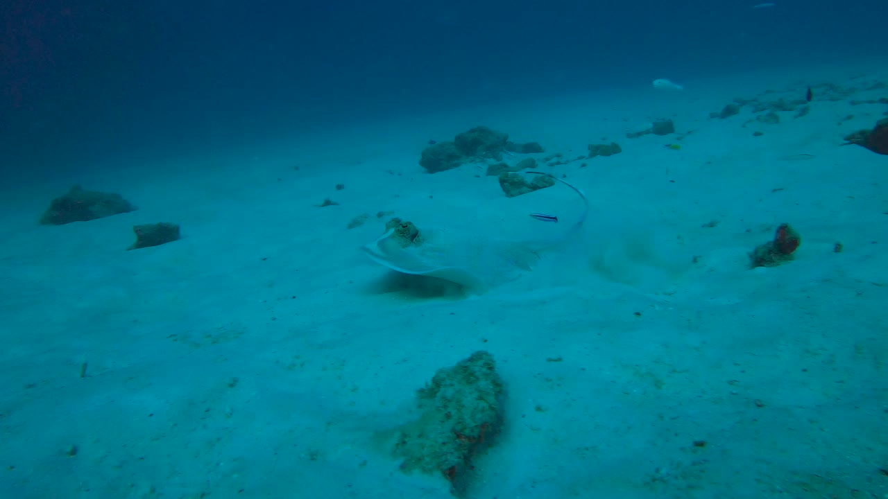 Blue spot stingray hides in sand then launches away as it's discovered