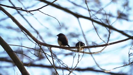 Indonesian-Pipit-bird-"Lonchura-Leucogastroides"-are-perching-on-the-tree-branch---Wild-bird-on-the-tree-branch