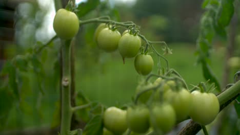 tomates verdes frescos a cámara lenta