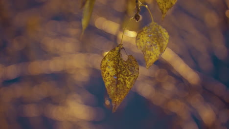 yellow leaf with intricate spots fluttering gently in the wind, illuminated by soft golden light, creating an artistic and serene mood with a blurred, dreamy background