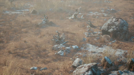 dry grass and rocks landscape