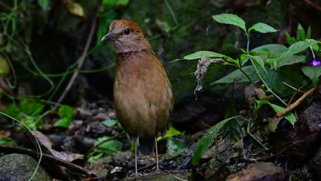 La-Pitta-De-Nuca-Oxidada-Es-Un-Ave-Confiada-Que-Se-Encuentra-En-Hábitats-De-Bosques-Montañosos-De-Gran-Altura,-Hay-Muchos-Lugares-En-Tailandia-Para-Encontrar-Esta-Ave