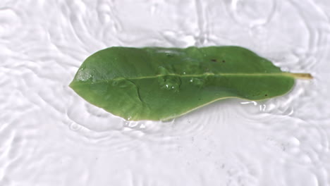 leaf falling in super slow motion