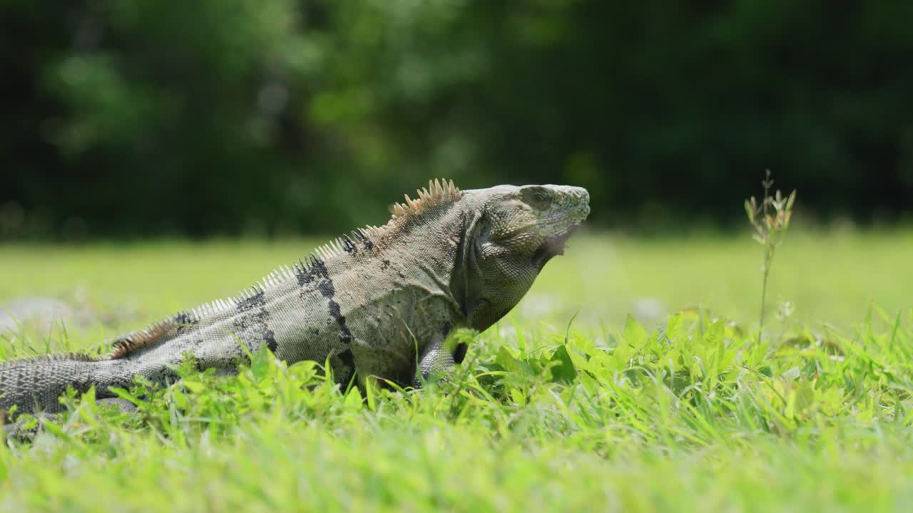 Filmato cinematografico 4K della fauna selvatica di un'iguana al rallentatore nel mezzo della giungla in Messico in una giornata di sole.