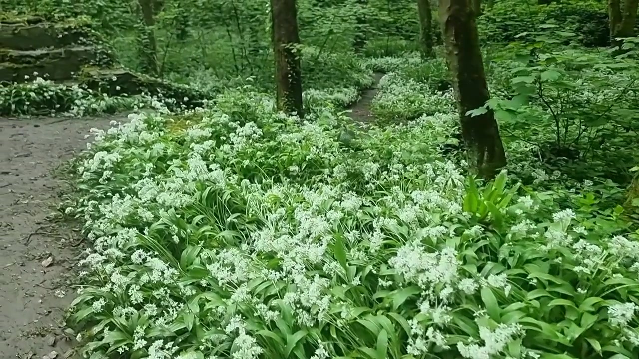 静かな森の林床を覆う、香り高い白いニンニクの花と豊かな葉。