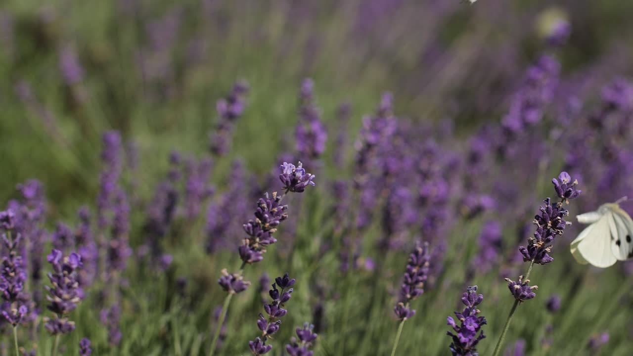 mariposas blancas en un prado de lavanda