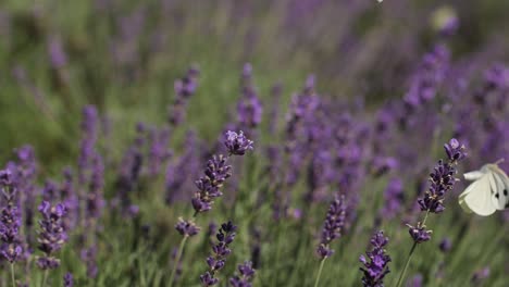 White-butterflies-in-a-lavender-meadow