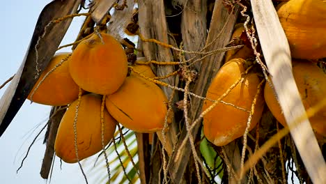 calabazas en un árbol en cámara lenta