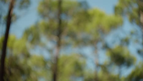 blurred view of forest trees isolated against blue sky, pan left view