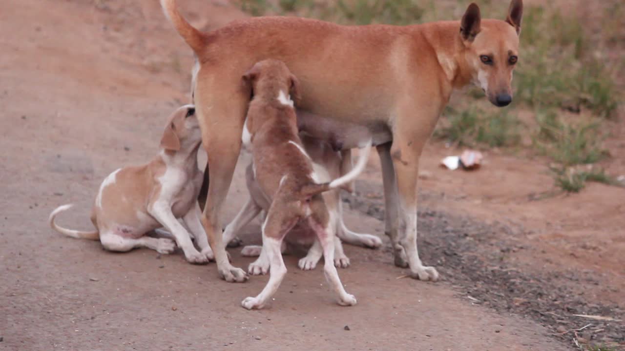 madre perro alimentando cachorros i perro callejero en india