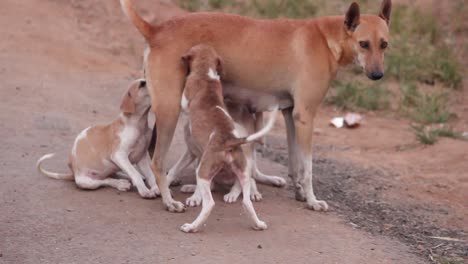 mother dog feeding puppies i street dog in india