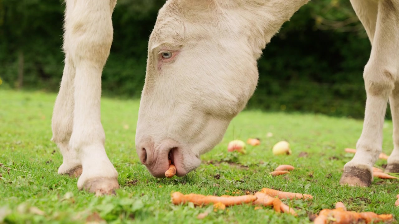 Nahaufnahme eines seltenen weißen Esels, der Karotten und Äpfel auf saftig grünem Gras frisst, ländlichen Charme, Artenschutz und das Tierleben thematisierend.