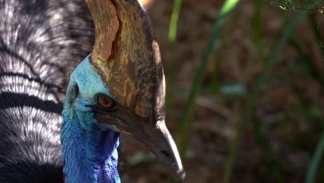 salvaje y curioso casuario del sur, casuarius casuarius johnsonii, mirando ferozmente a la cámara, retrato en primer plano de una especie de ave no voladora nativa de australia y nueva guinea