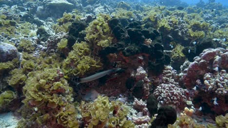 trumpet fish on a tropical coral reef in clear water coming close