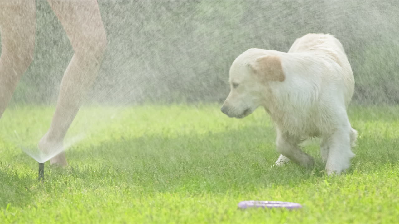 정원에서 물 스프링클러로 놀고 있는 개