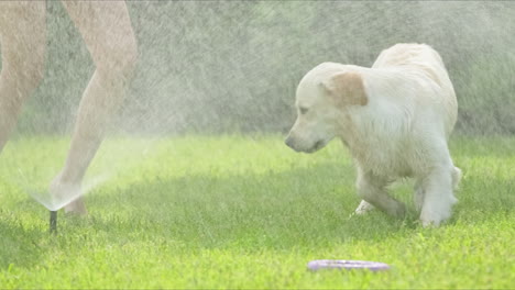 perro jugando con rociador de agua en el jardín