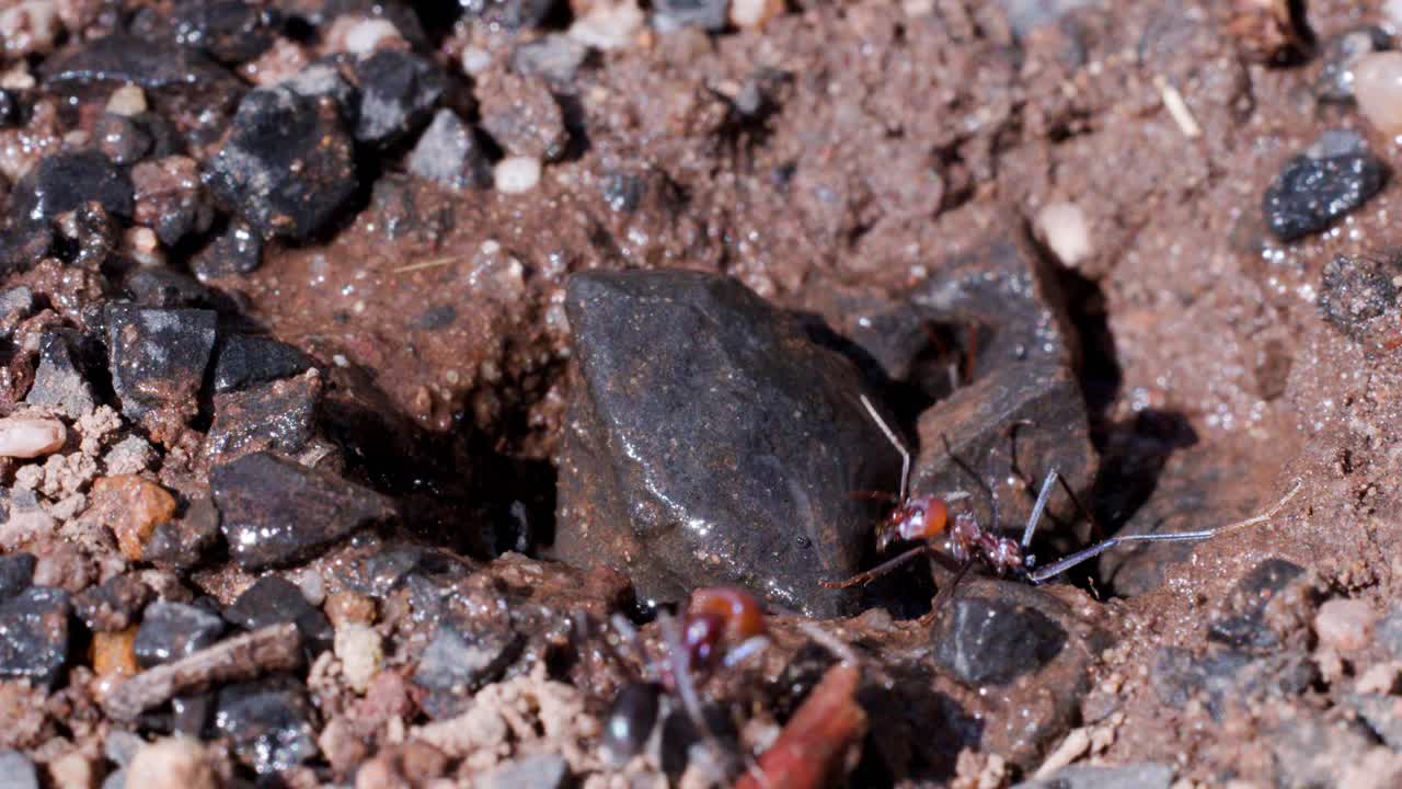 Several ants move around a wet nest entrance in sandy soil, interacting with rocks and debris under natural daylight. Camera remains steady, capturing close-up ground activity