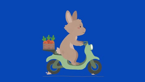 conejo en un scooter de motor