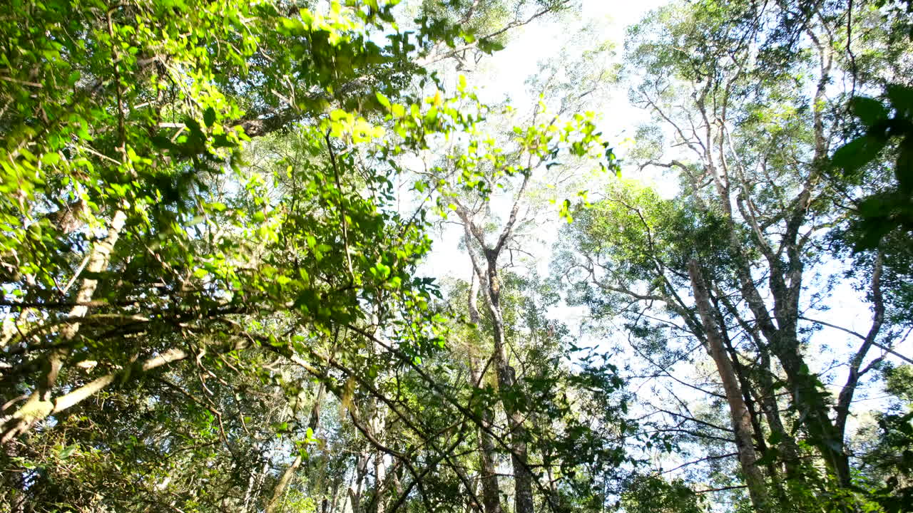 Looking up through the trees in a forest