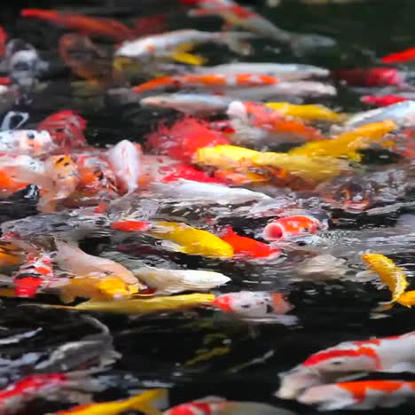 A-beautiful-shot-of-koi-fish-swimming-in-a-pond